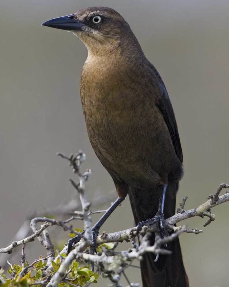 Great-tailed grackle Greattailed Grackle Audubon Field Guide