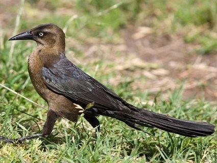 Great-tailed grackle Greattailed Grackle Identification All About Birds Cornell Lab