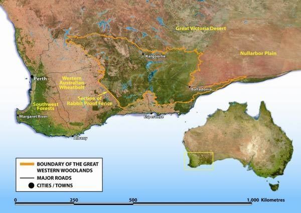 Great Western Woodlands Gondwana Link Whats Happening Where Great Western Woodland