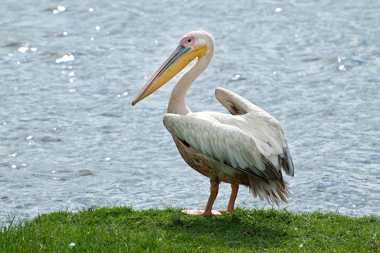 Great white pelican Great White Pelican