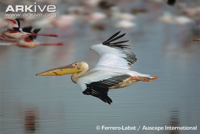 Great white pelican Great white pelican videos photos and facts Pelecanus onocrotalus