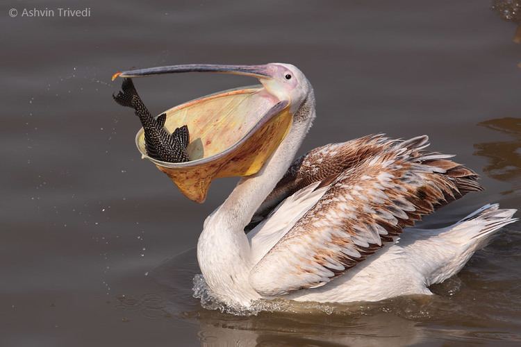 Great white pelican Photo Essay Hunting Methods and Feeding tactics of Great White