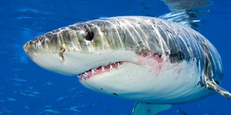 Great white shark BBC Earth The truth about great white sharks