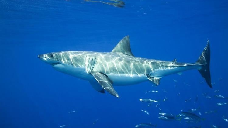 Great white shark Great White Shark