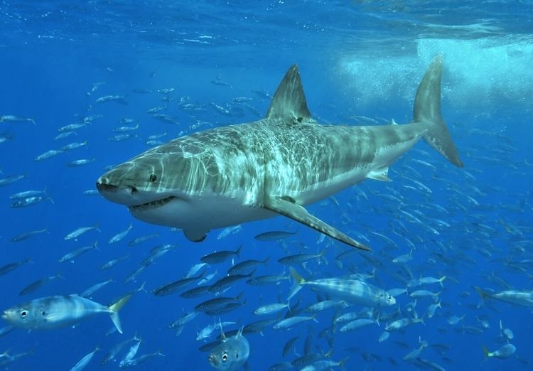 Great white shark httpsuploadwikimediaorgwikipediacommons55
