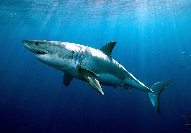 Great white shark White Sharks Live As Long As Humans