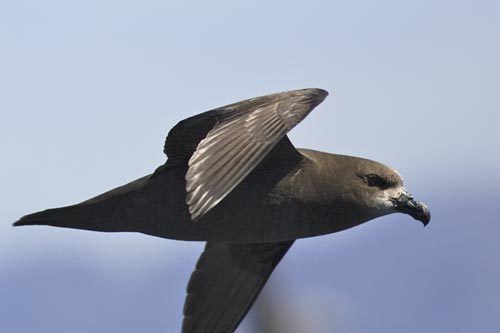 Great-winged petrel Bird Species Greatwinged Petrel