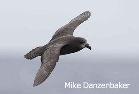 Great-winged petrel Greatwinged Petrel Pterodroma macroptera Planet of Birds