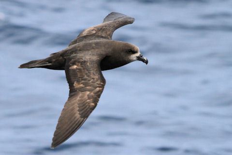 Great-winged petrel Greatwinged Petrel Bushpea 913