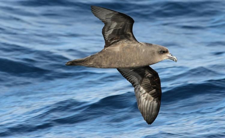 Great-winged petrel Surfbirds Online Photo Gallery Search Results