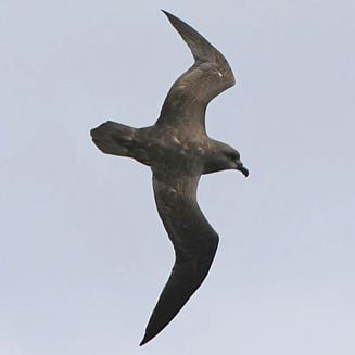 Great-winged petrel Pterodroma macroptera Greatwinged petrel