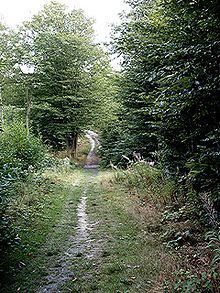 Great Wood and Dodd's Grove httpsuploadwikimediaorgwikipediacommonsthu