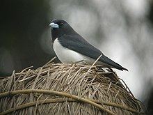 Great woodswallow httpsuploadwikimediaorgwikipediacommonsthu