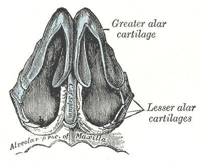 Greater alar cartilage