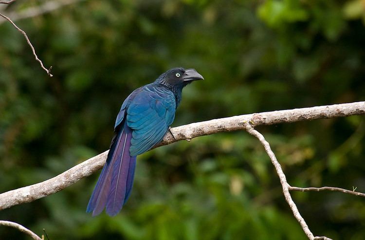 Greater ani Sapayoa Ecuador Bird Photos Photo Keywords greater ani