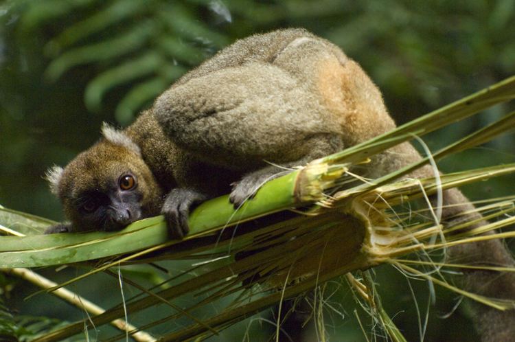 Greater bamboo lemur Greater Bamboo Lemur SpeeZees tees