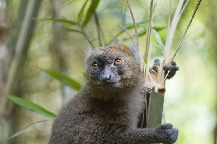 Greater bamboo lemur Population boost for rare greater bamboo lemurs Conservation The