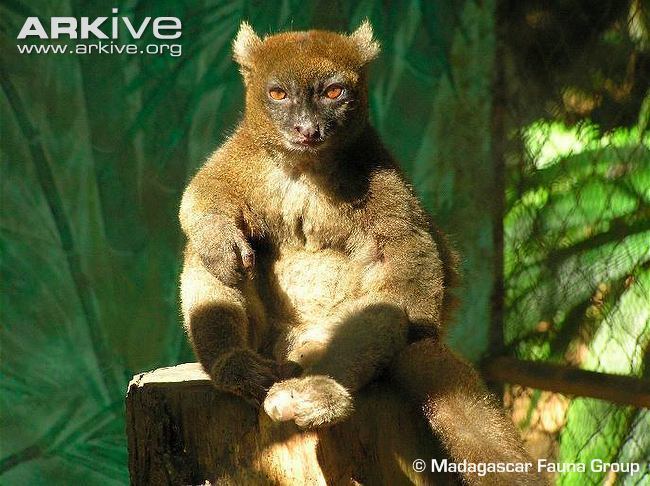 Greater bamboo lemur Greater bamboo lemur photo Prolemur simus G114119 ARKive