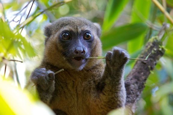 Greater bamboo lemur ENDANGERED SPECIES SPOTLIGHT Greater Bamboo Lemur of Madagascar