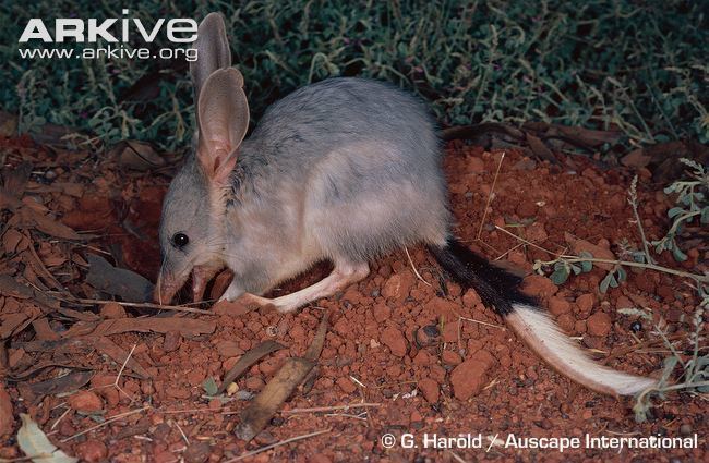 Greater bilby Greater bilby videos photos and facts Macrotis lagotis ARKive