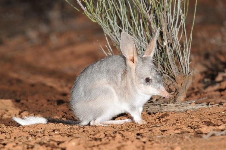 Greater bilby Australian Wildlife Conservancy