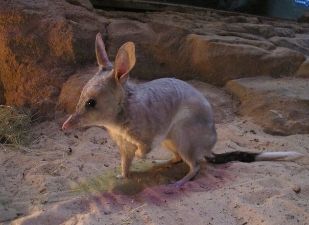 Greater bilby 5 Interesting Facts About Greater Bilbies Hayden39s Animal Facts