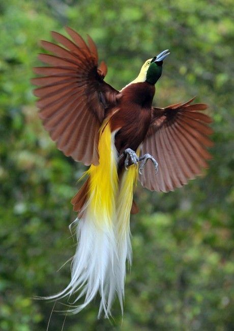 Greater bird-of-paradise Greater Bird of Paradise YOUR favourite PHOTOGRAPHY Pins