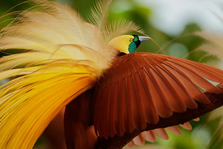 Greater bird-of-paradise Greater bird of paradise