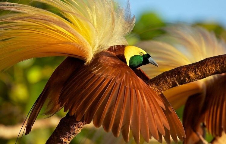 Greater bird-of-paradise Greater BirdofParadise YouTube