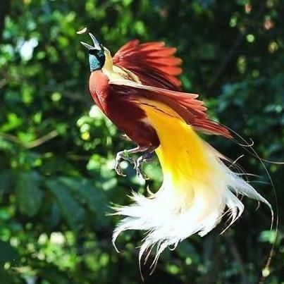 Greater bird-of-paradise greater bird of paradise in flight birds Pinterest Islands