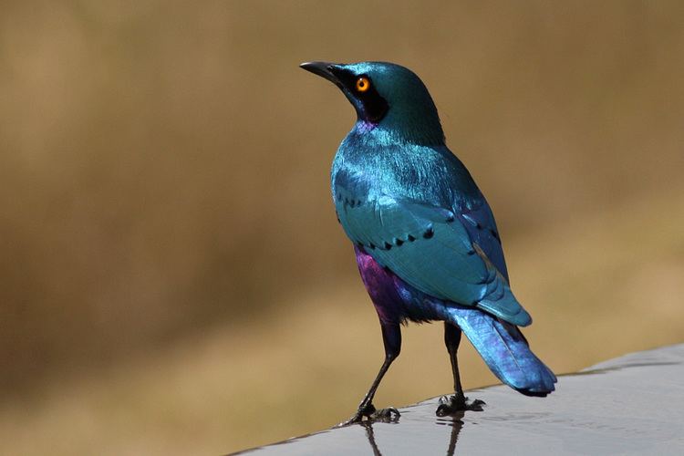 Greater blue-eared starling greater blueeared starling or greater blueeared glossystarling