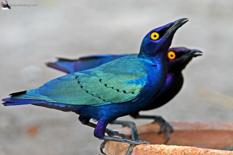 Greater blue-eared starling Greater Blueeared Starling Lamprotornis chalybaeus Brufut woods