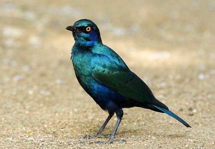 Greater blue-eared starling The shiny blue starlings an identification guide The Guide39s