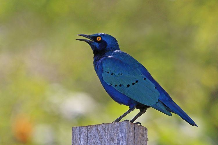 Greater blue-eared starling Greater blueeared starling Wikipedia