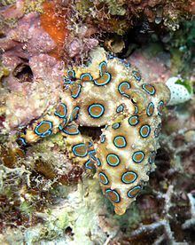 Greater blue-ringed octopus httpsuploadwikimediaorgwikipediacommonsthu