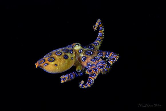 Greater blue-ringed octopus Stephane Bailliez Photography Underwater Greater Blueringed octopus