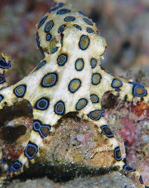 Greater blue-ringed octopus Greater blueringed octopus Photo by David amp Debi Henshaw one of