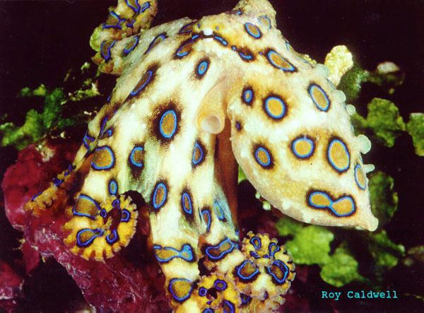 Greater blue-ringed octopus Aquarium of the Pacific Online Learning Center Greater Blue