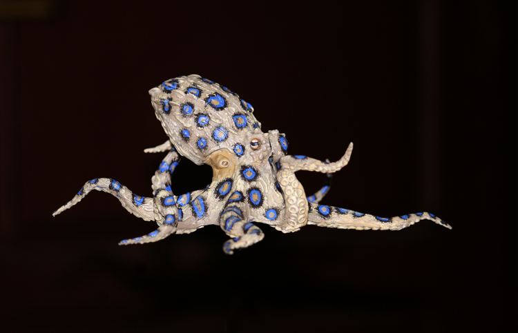 Greater blue-ringed octopus Greater blueringed octopus Paco Ventura Wildlife Sculpture