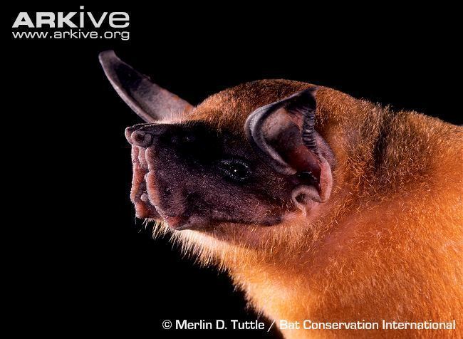 Greater bulldog bat Greater bulldog bat photo Noctilio leporinus G86727 ARKive