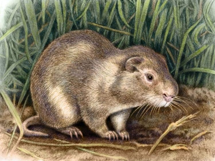 Greater cane rat Greater Cane Rat by WillemSvdMerwe on DeviantArt