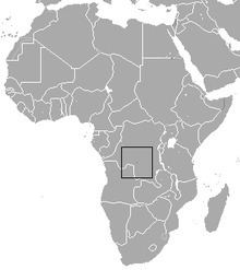 Greater Congo shrew httpsuploadwikimediaorgwikipediacommonsthu