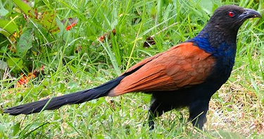 Greater coucal Greater coucal Centropus sinensis Complete detail updated