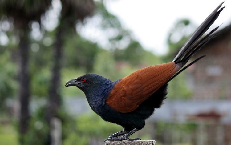 Greater coucal greater coucal Uppan Bird Watch Pinterest Google Sons and India