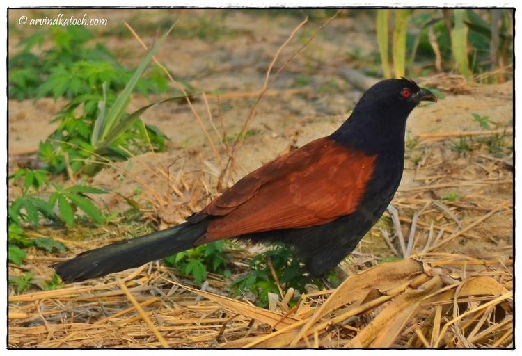 Greater coucal The Greater Coucal Or Crow Pheasant Centropus sinensis Pictures