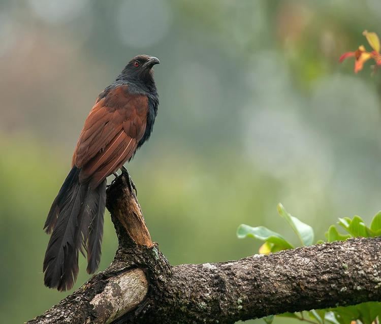 Greater coucal Greater Coucal BirdsIITK
