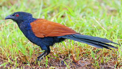 Greater coucal Greater coucal Centropus sinensis Complete detail updated