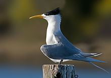Greater crested tern Greater crested tern Wikipedia