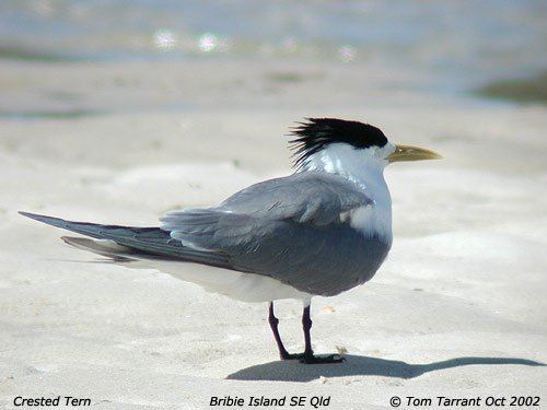 Greater crested tern Mangoverde World Bird Guide Photo Page Great Crested Tern Sterna bergii