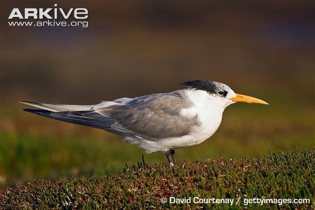 Greater crested tern Great crested tern photo Sterna bergii G50813 ARKive